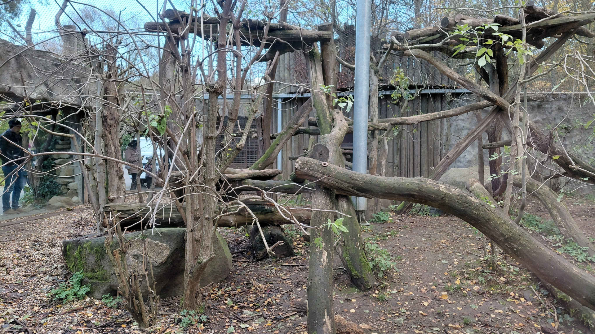 Persian leopard exhibit