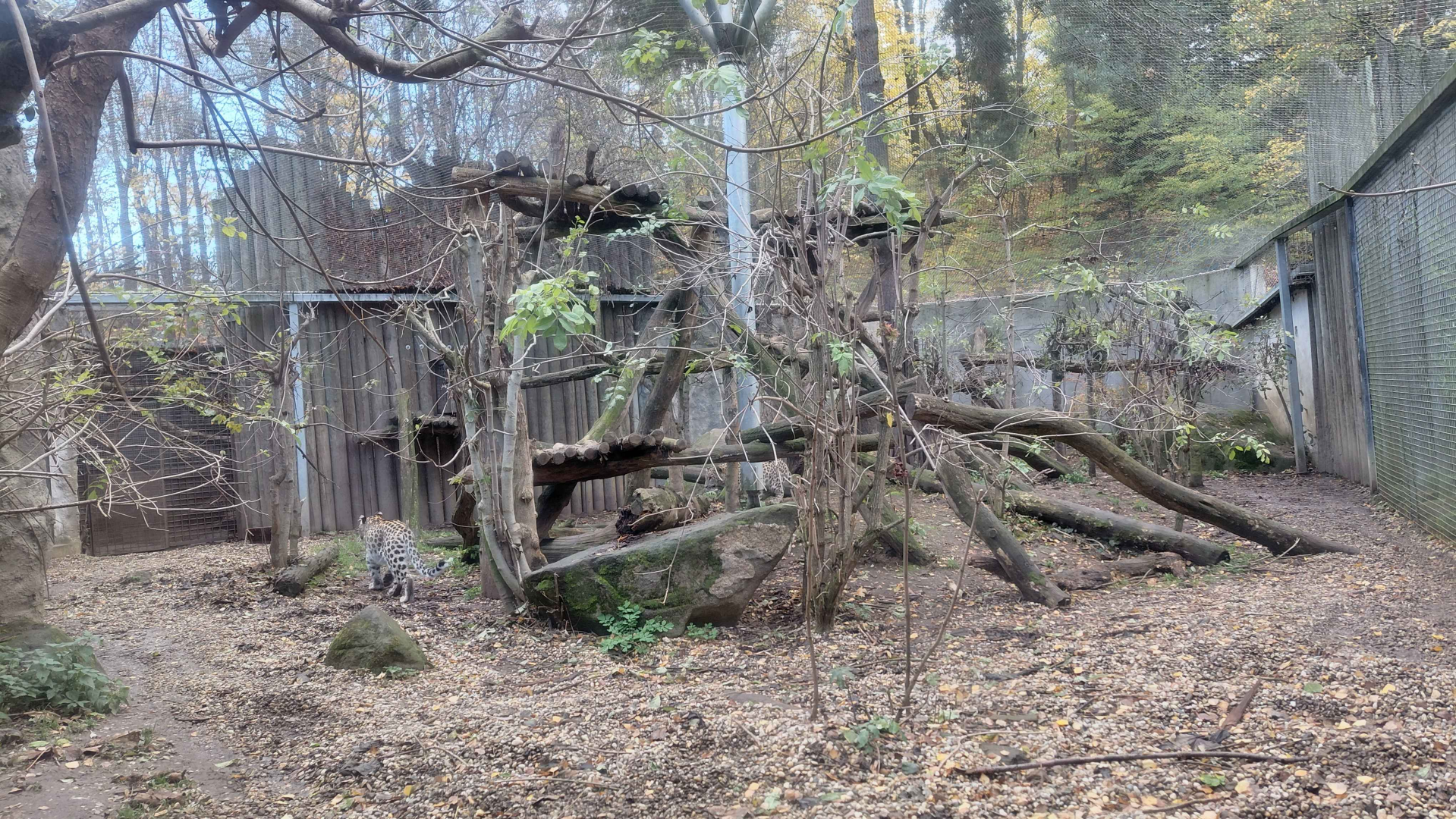Persian leopard exhibit