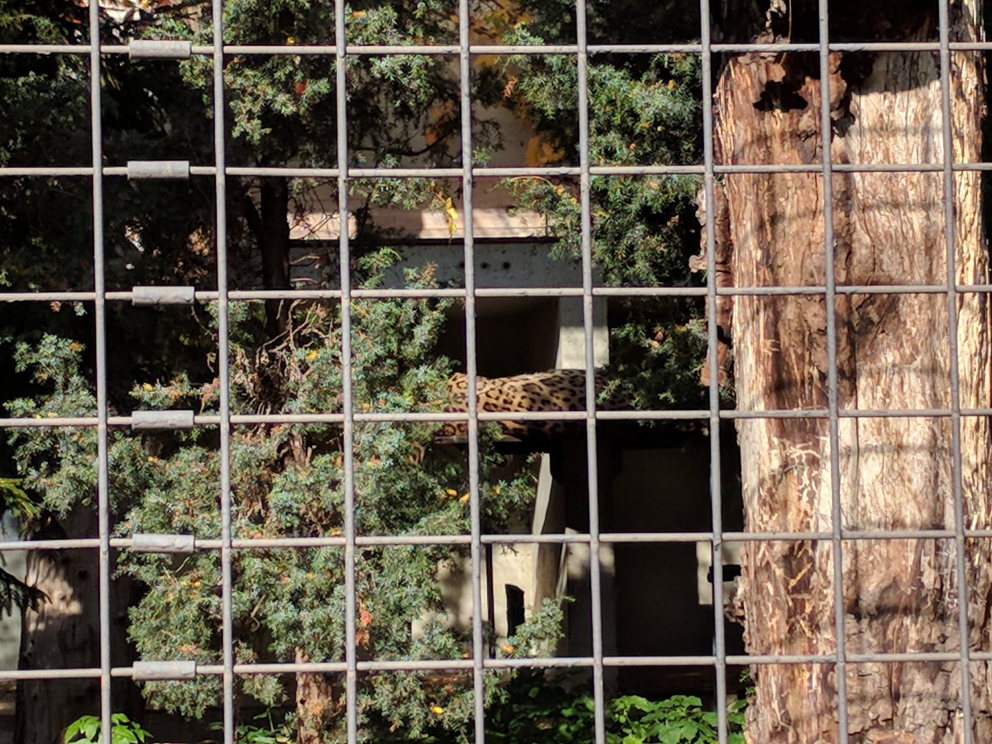 Persian leopard in his Enclosure