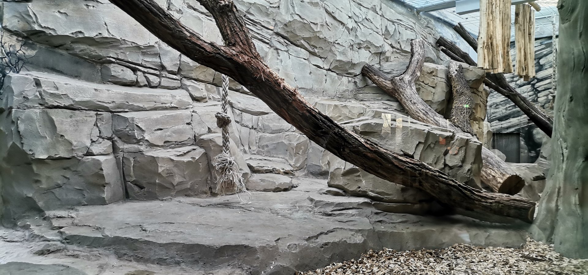 Persian Leopard indoor