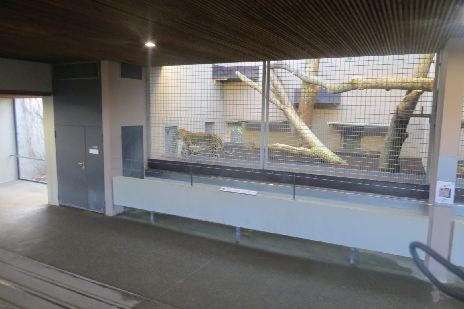 Persian leopard indoors 011218