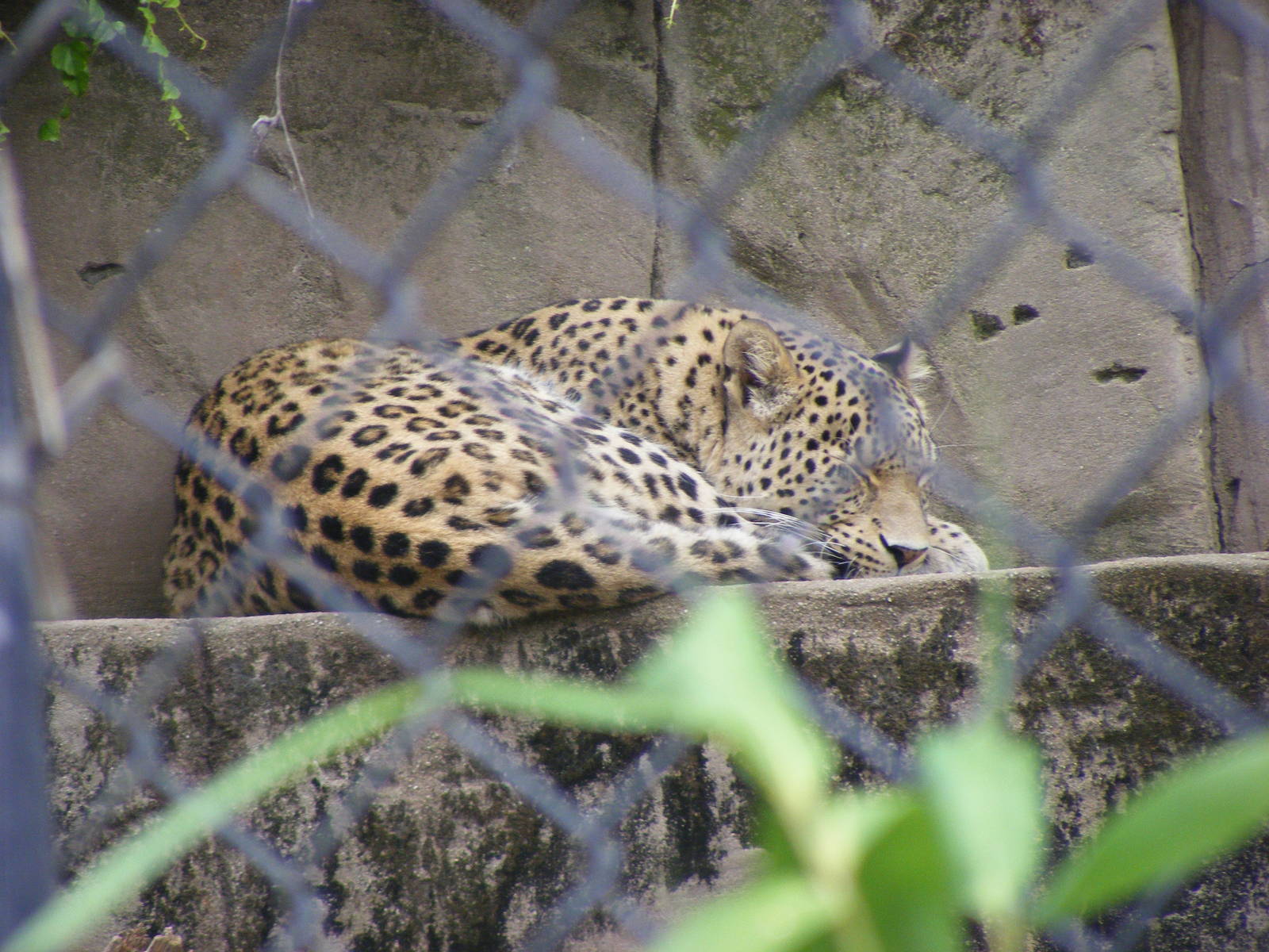 Persian Leopard - January, 2010