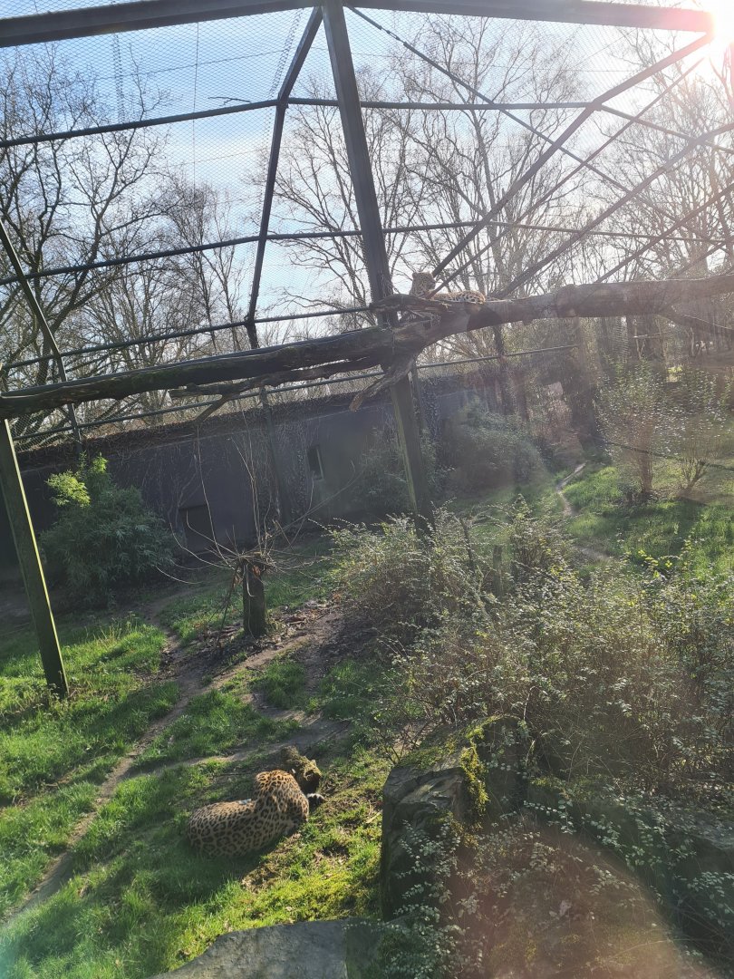 Persian leopard - Left viewing window