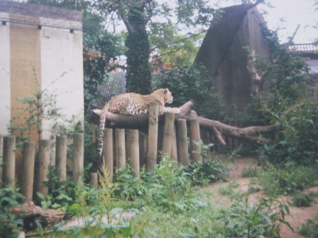 Persian Leopard London Zoo 1990.
