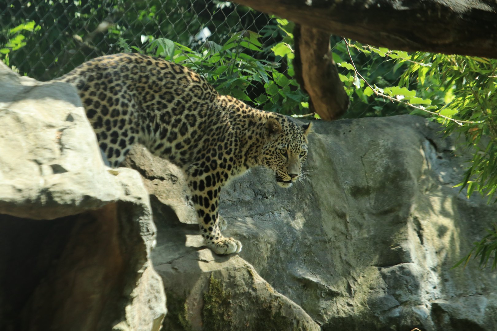 Persian leopard - May 2020
