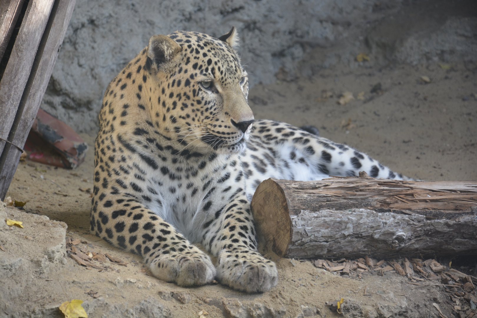 Persian leopard - November 2018