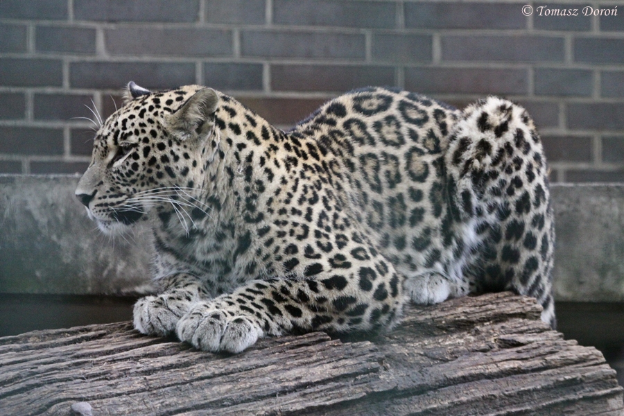 Persian Leopard (Panthera pardus saxicolor)
