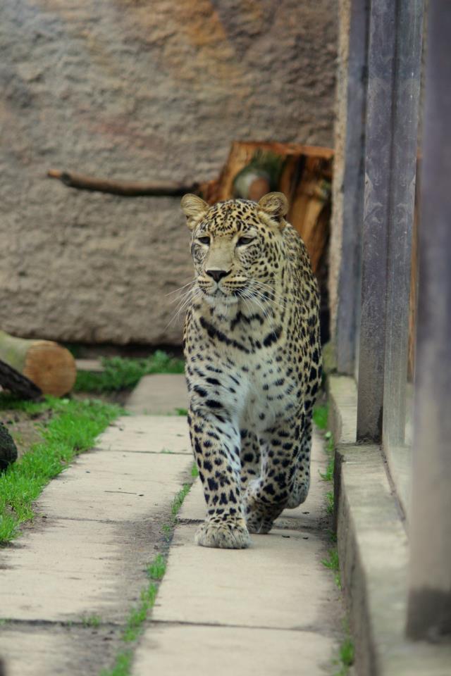 Persian Leopard (Panthera pardus saxicolor)