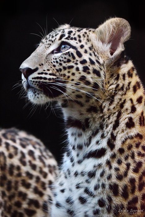 Persian leopard (Panthera pardus saxicolor)