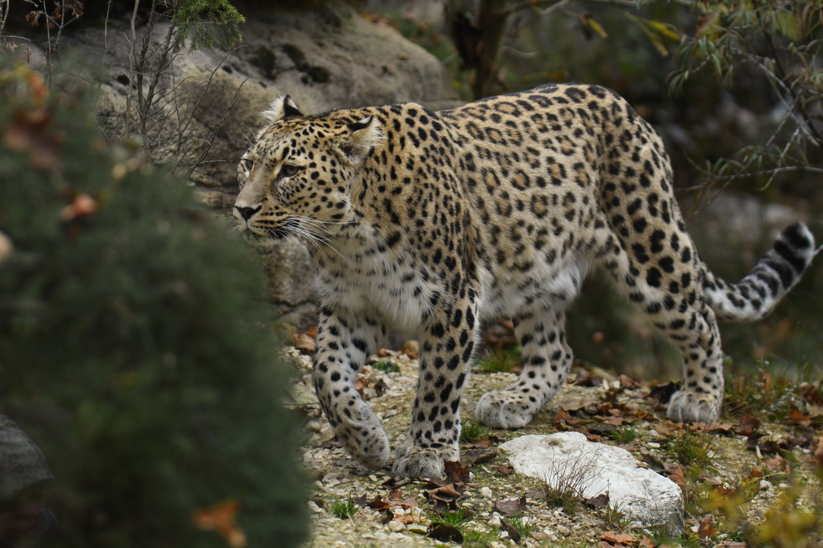 Persian leopard (Panthera pardus saxicolor)