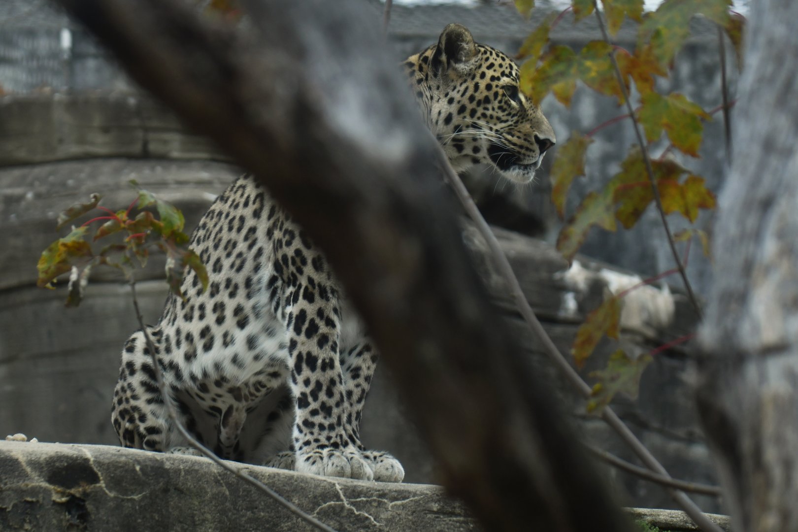 Persian leopard (Panthera pardus saxicolor)