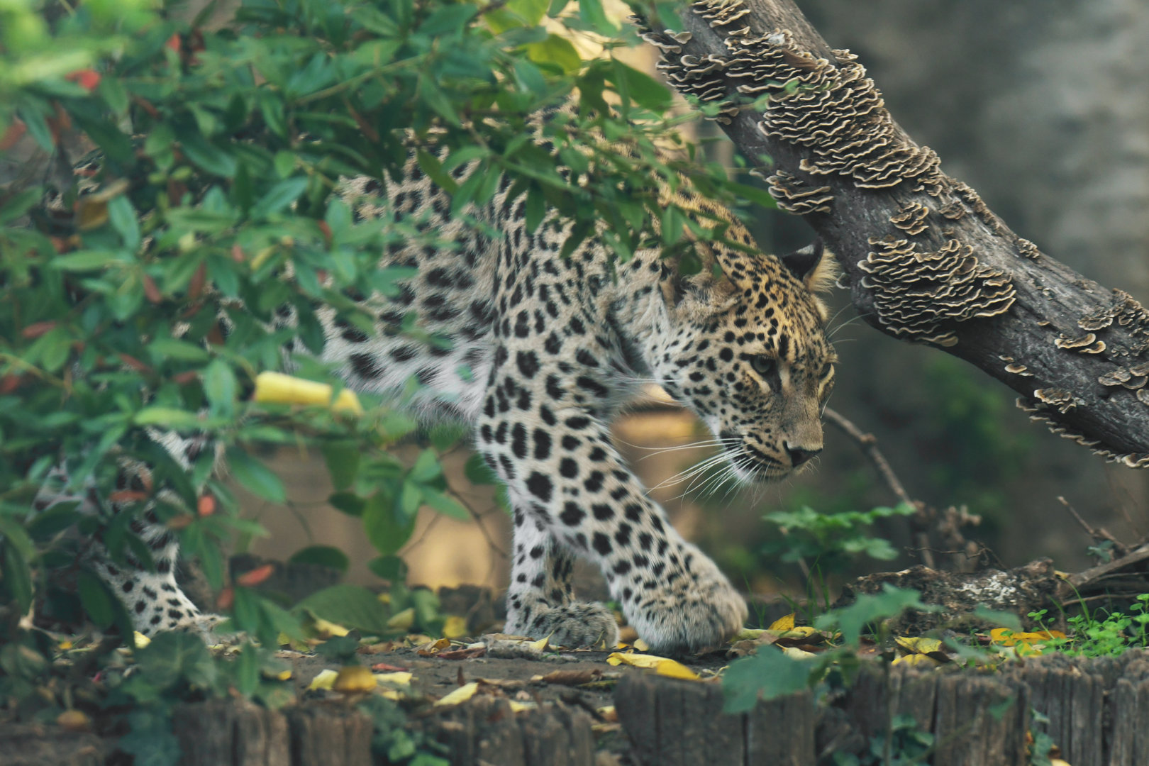 Persian Leopard (Panthera pardus saxicolor)