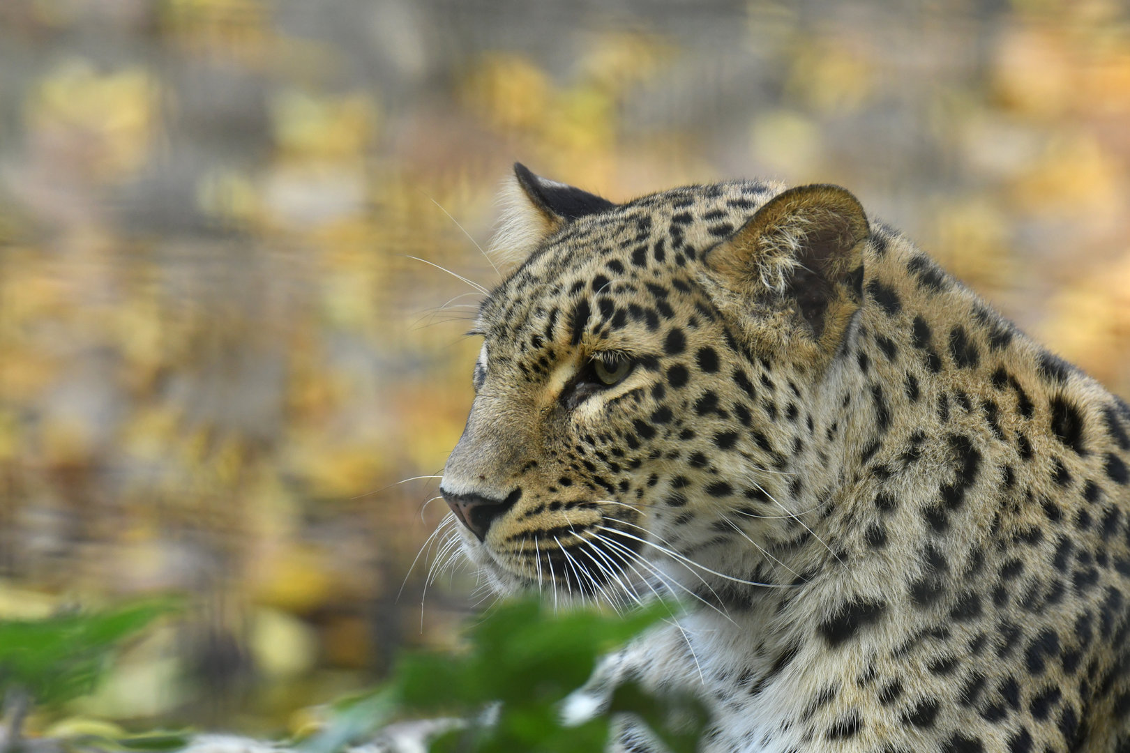 Persian Leopard (Panthera pardus saxicolor)