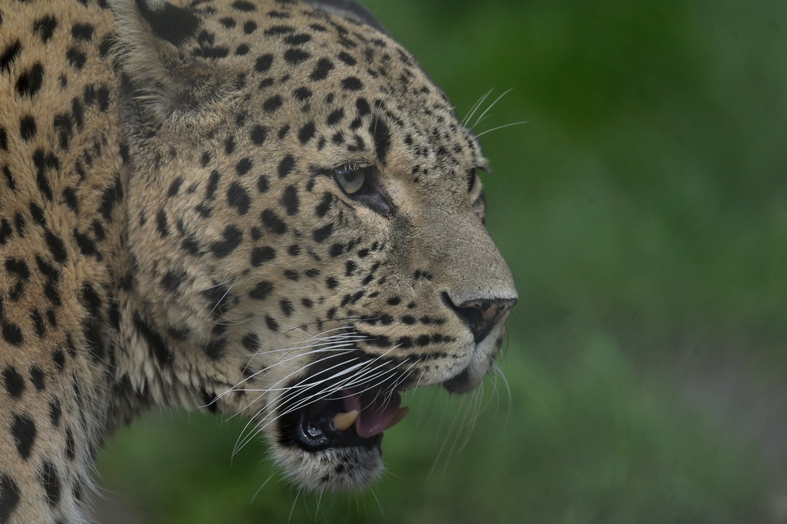 Persian leopard (Panthera pardus saxicolor)