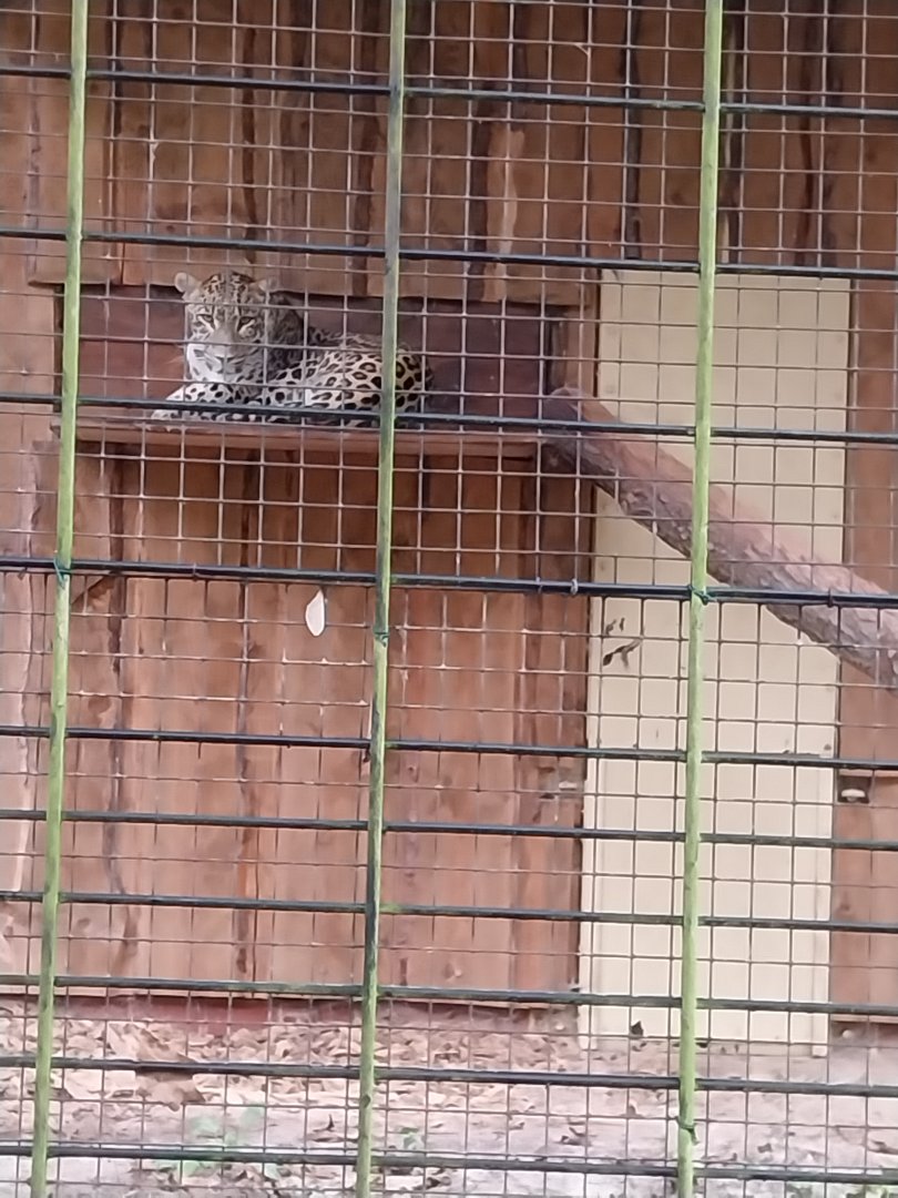 Persian Leopard (Panthera pardus saxicolor)