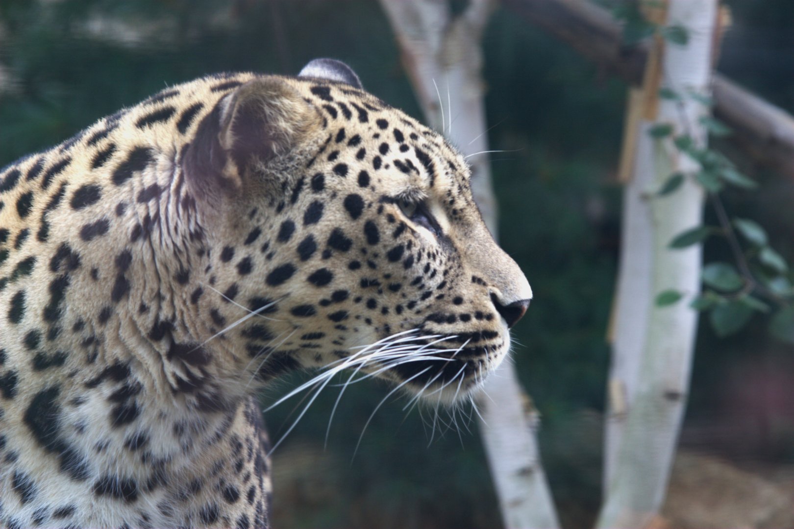 Persian Leopard (Panthera pardus tulliana), 16-09-25