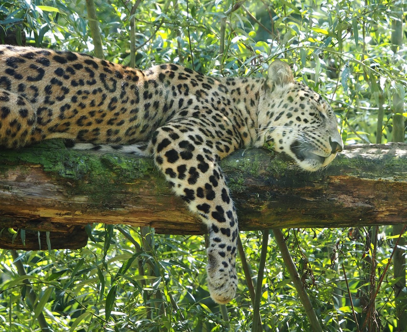Persian leopard (Panthera pardus tulliana), 2023-08-15