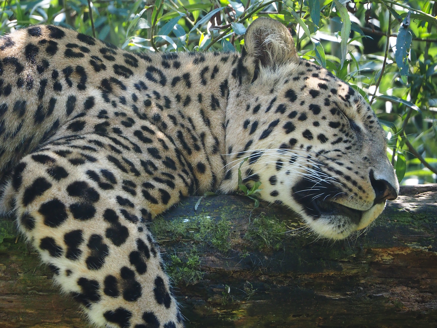 Persian leopard (Panthera pardus tulliana), 2023-08-15