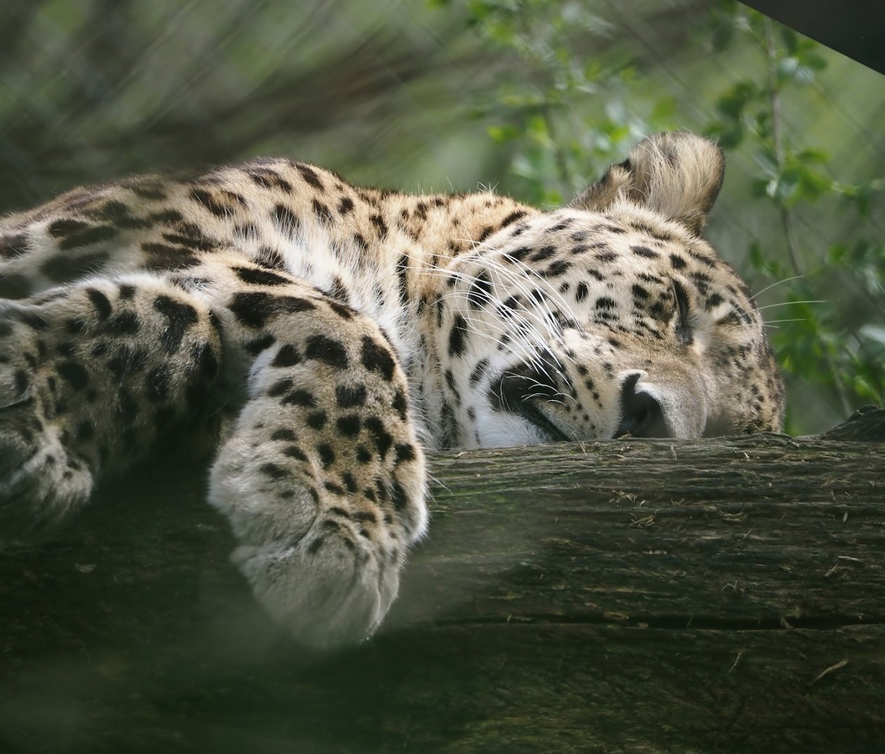 Persian leopard (Panthera pardus tulliana), 2024-04-06