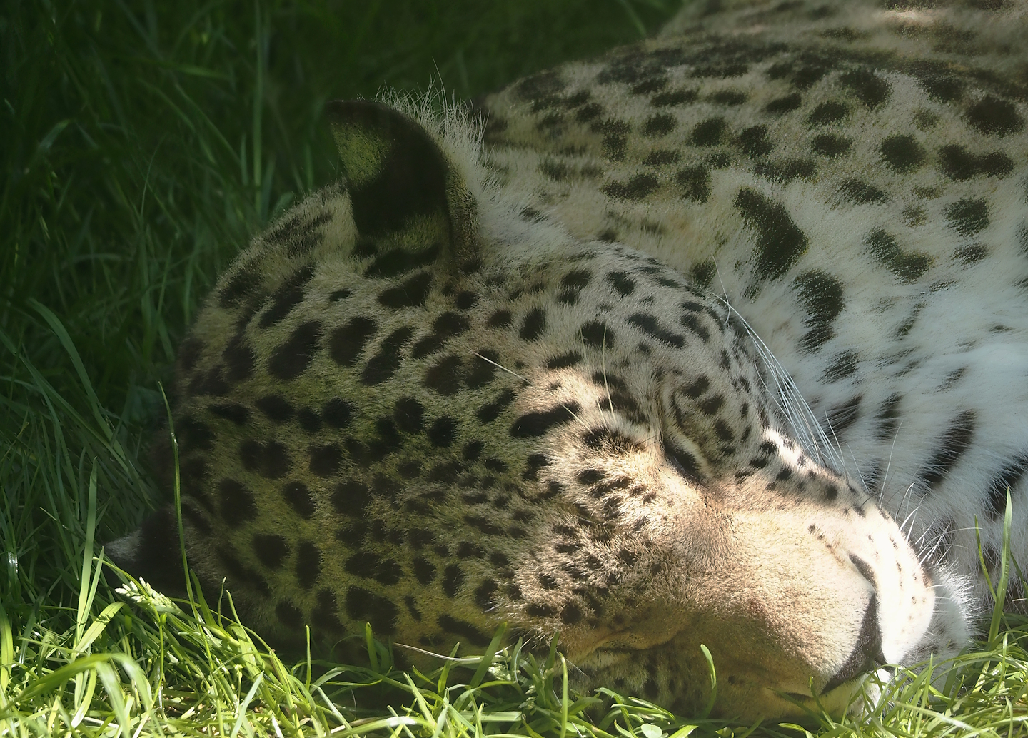 Persian leopard (Panthera pardus tulliana), 2025-04-30