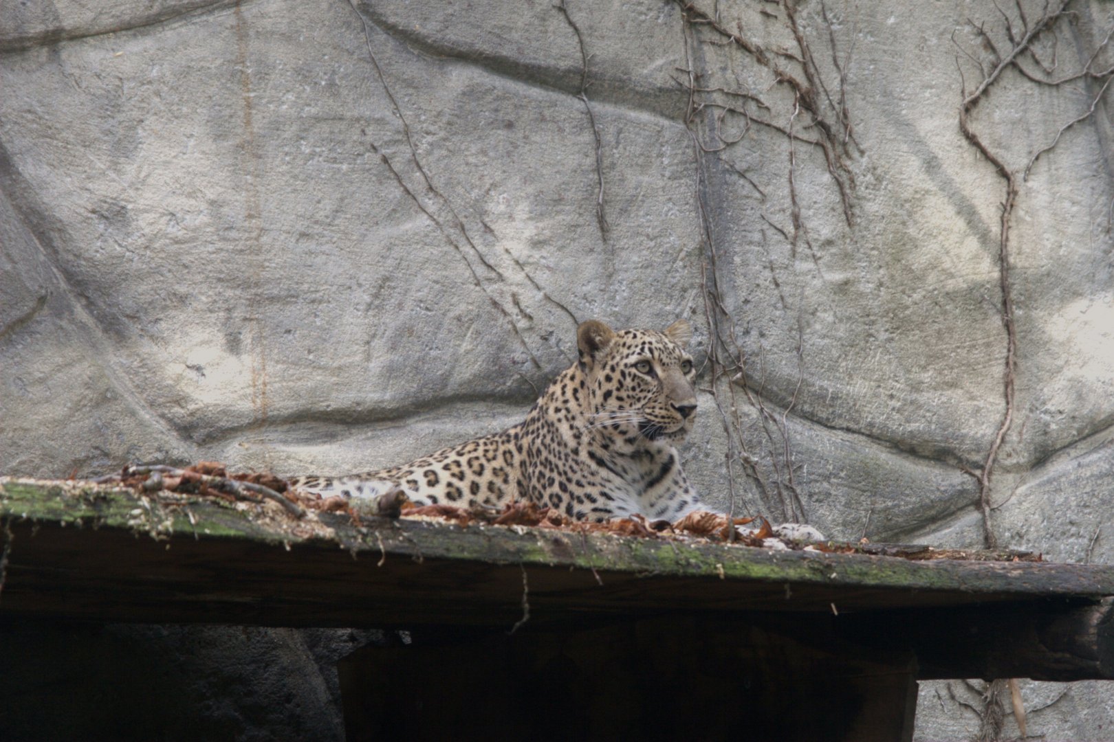 Persian Leopard (Panthera pardus tulliana), 25-08-25