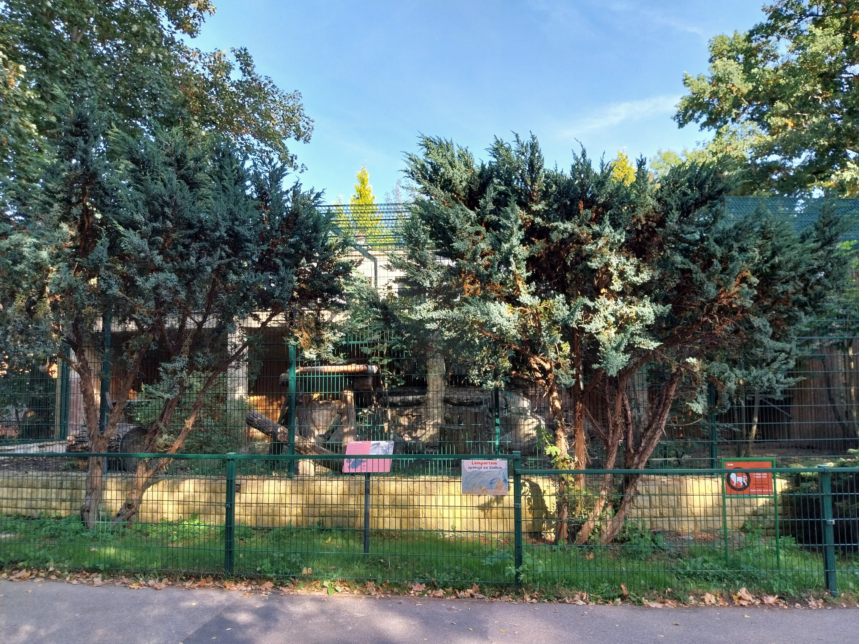 Persian Leopard (Panthera pardus tulliana)