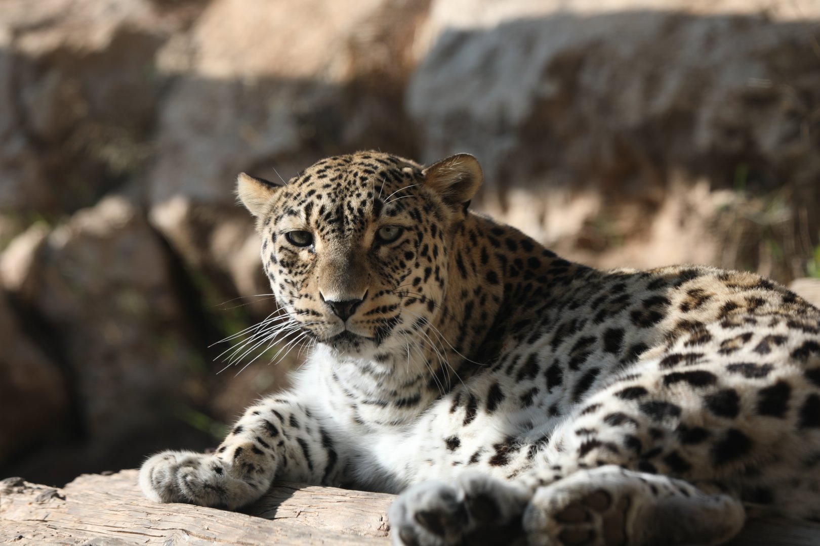Persian Leopard (Panthera pardus tulliana)