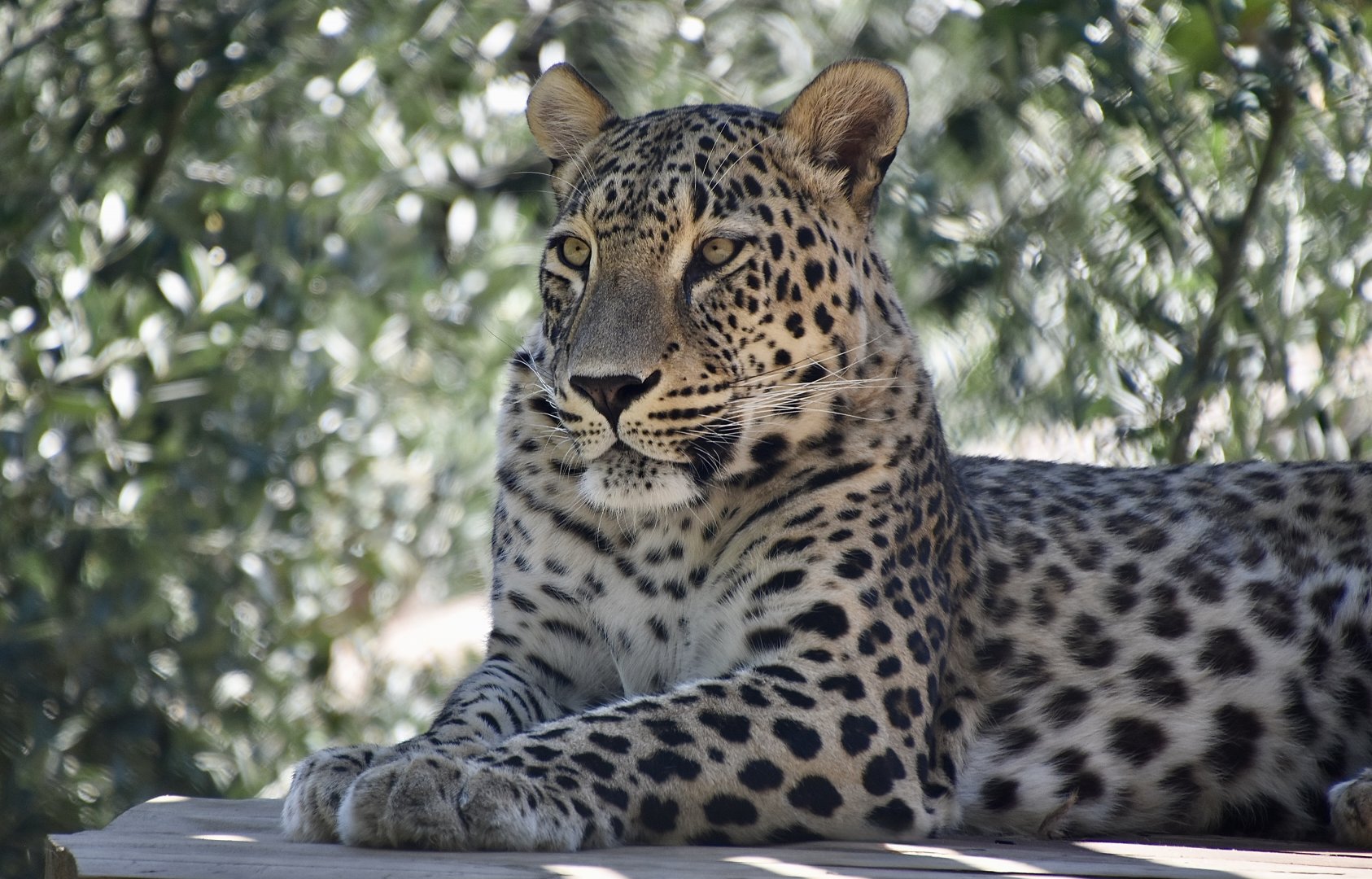 Persian Leopard (Panthera pardus tulliana)