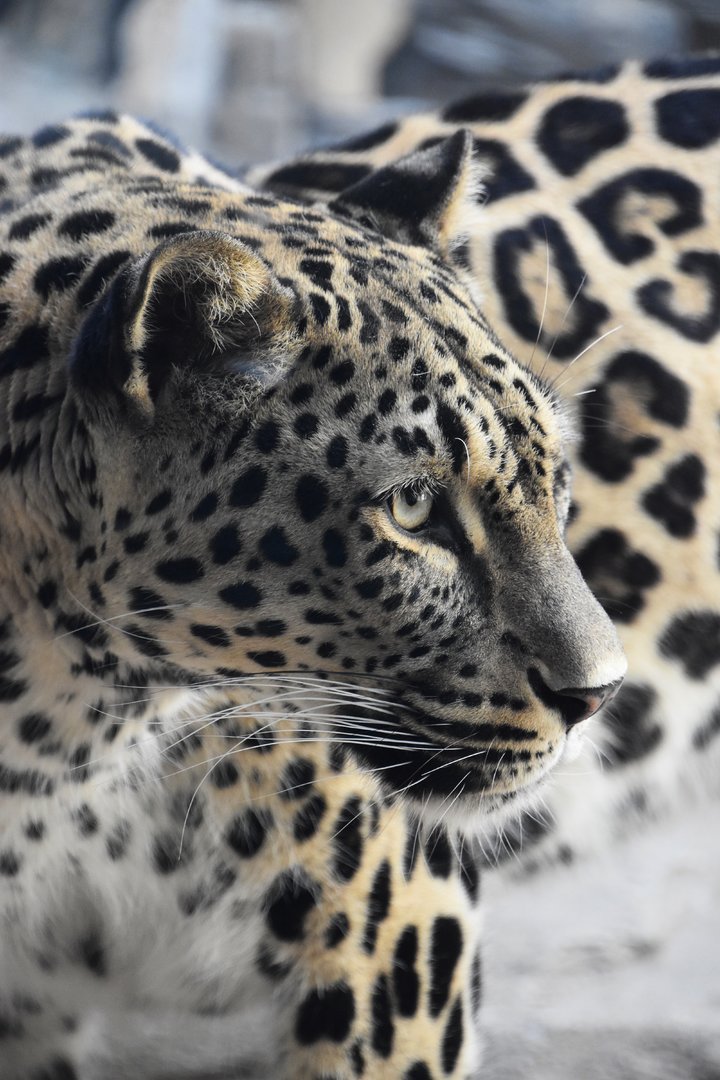 Persian leopard, Panthera pardus