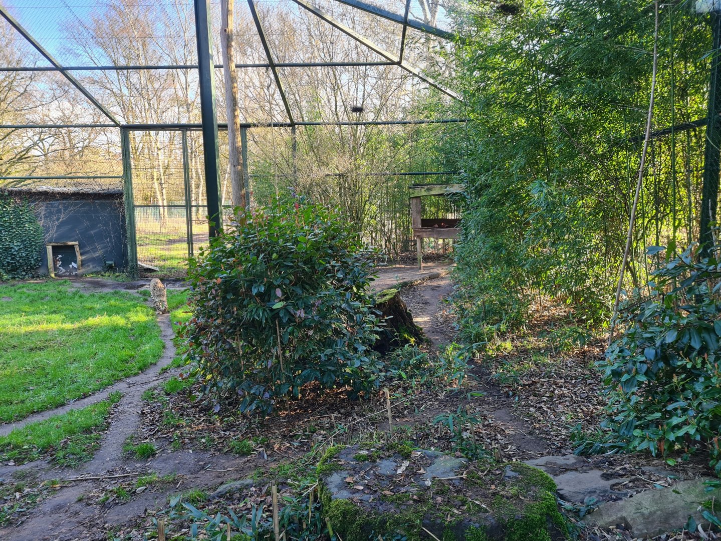 Persian leopard - Right viewing enclosure
