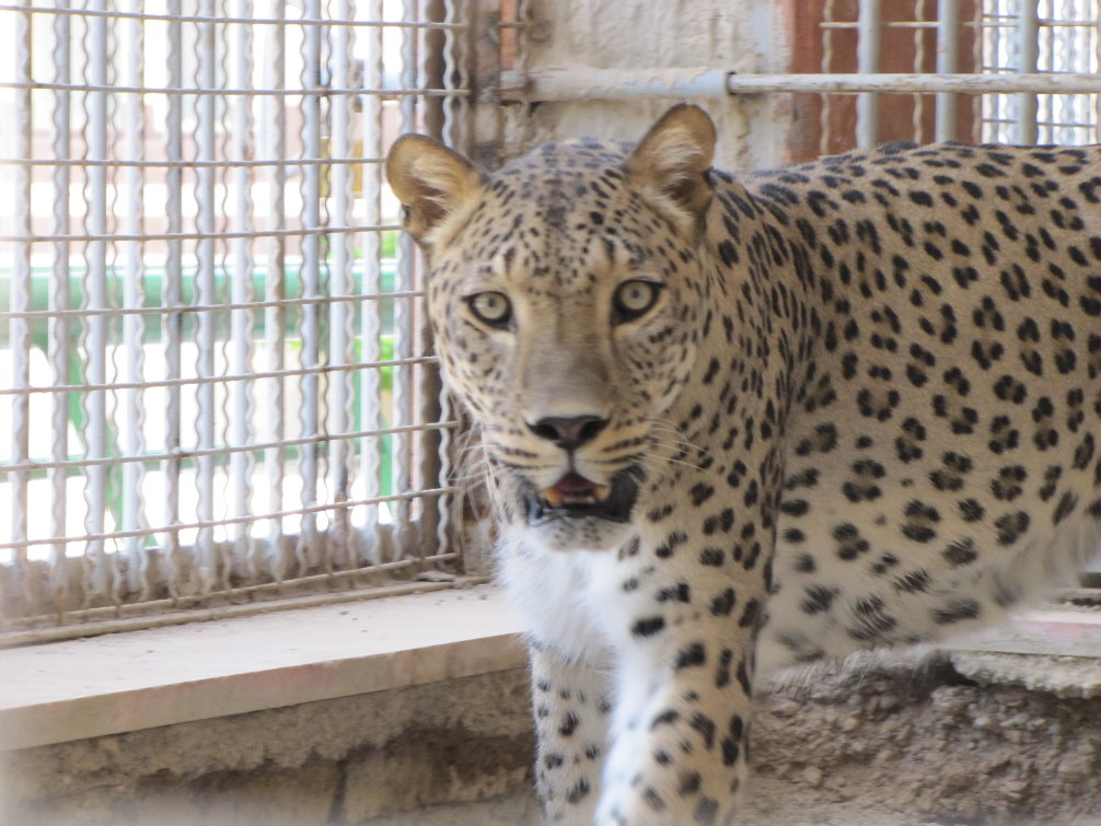 persian leopard (rika)