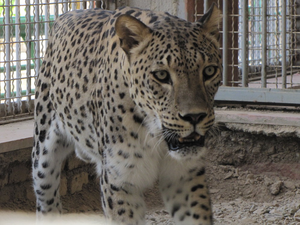 persian leopard (rika)