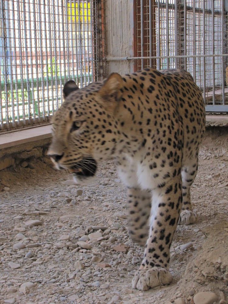 persian leopard (rika)
