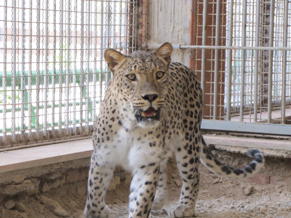 persian leopard (rika)