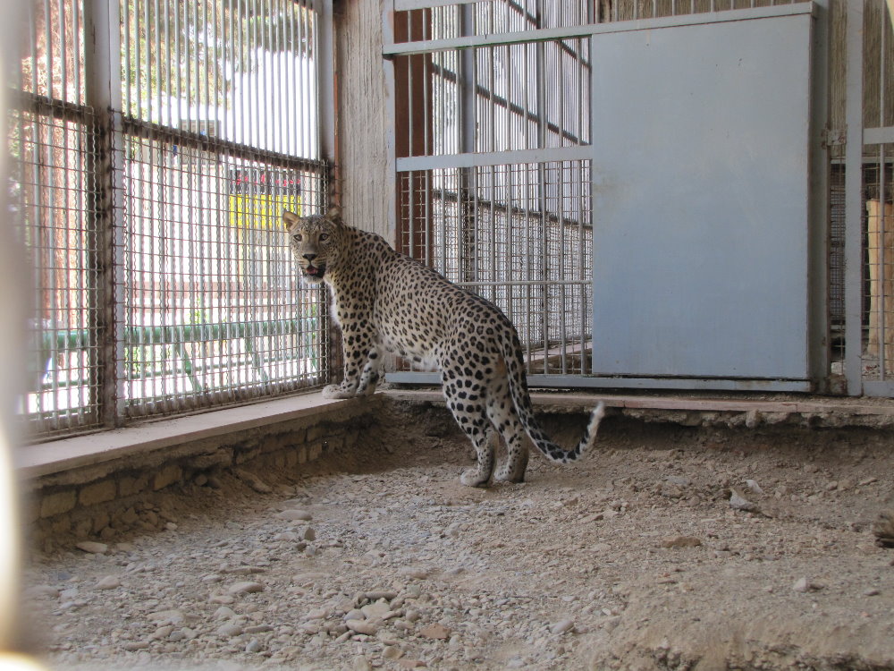 persian leopard(rika)