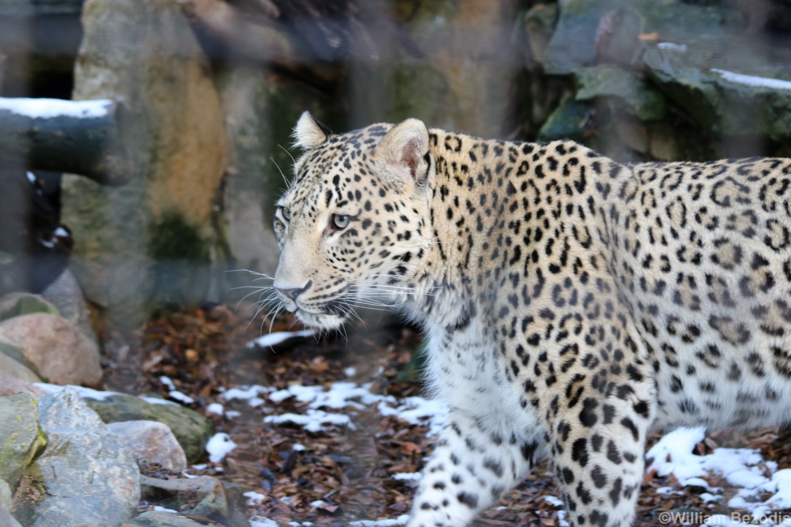 Persian Leopard (saxicolor)
