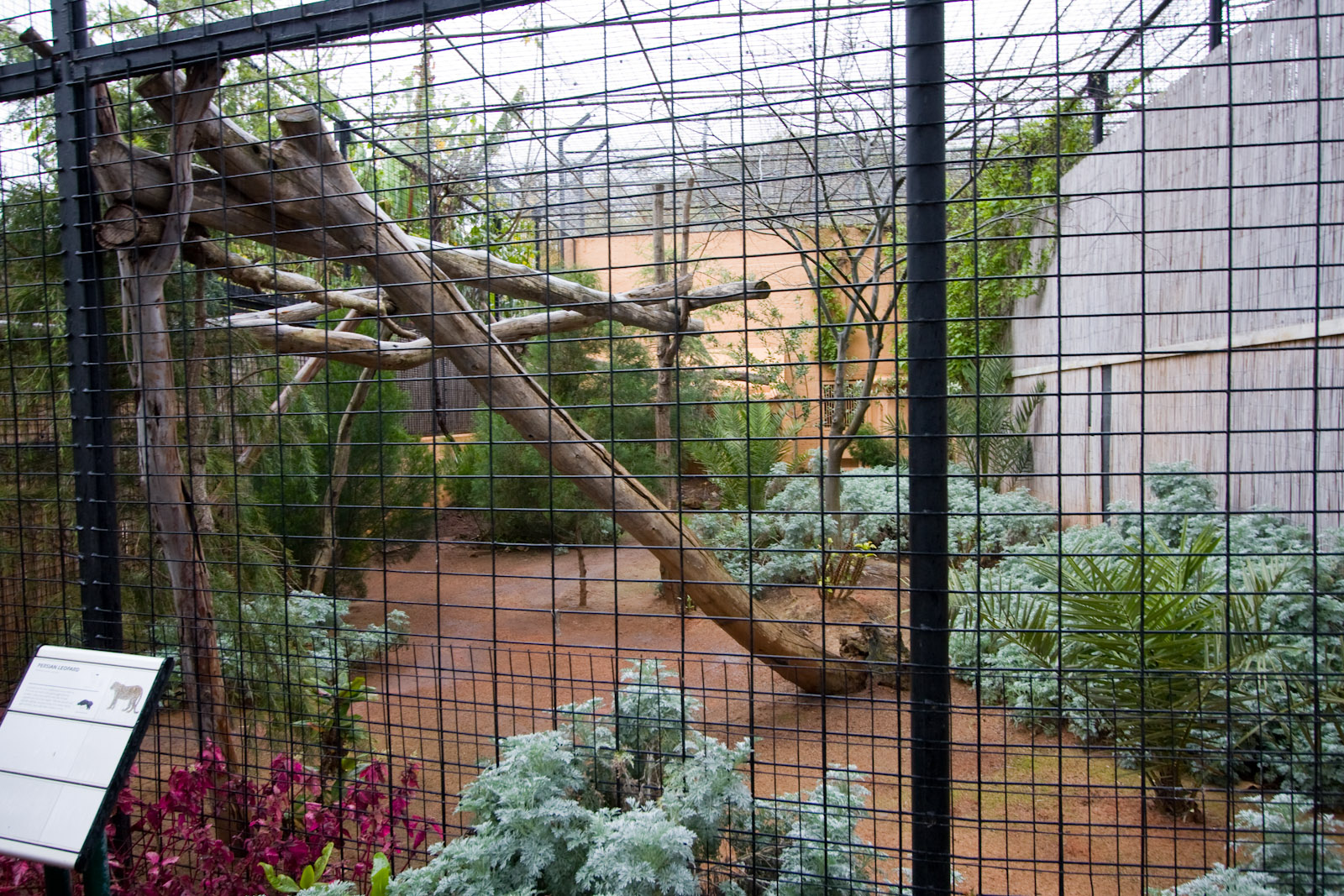 Persian Leopard - Sep 2008