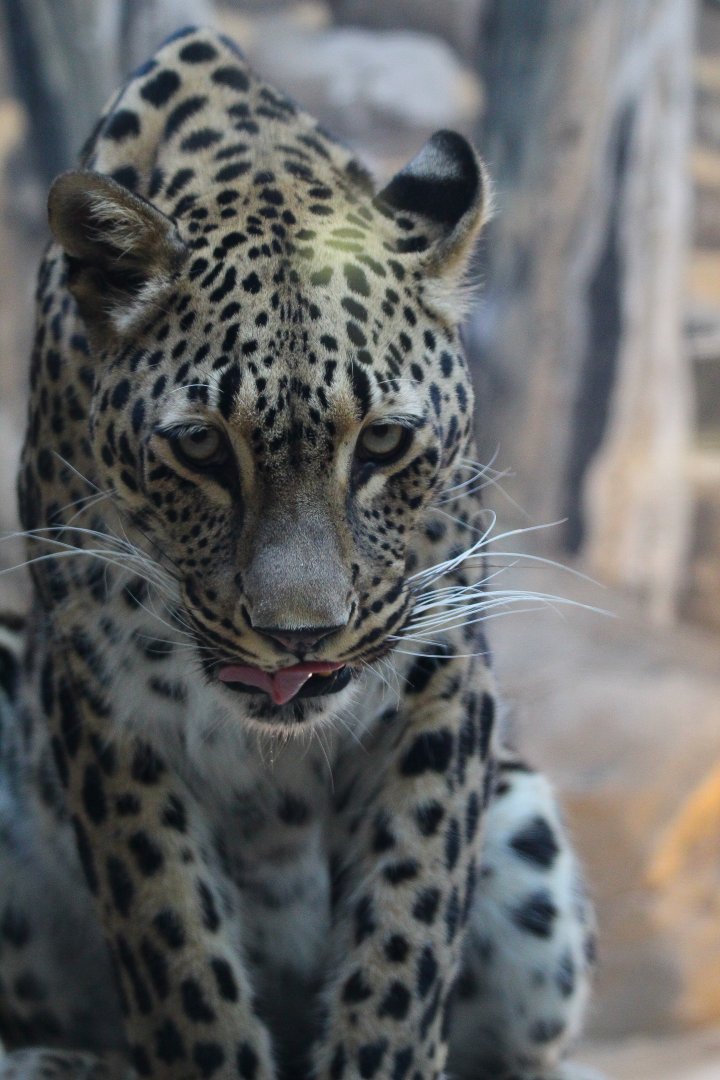 Persian Leopard- September 2024