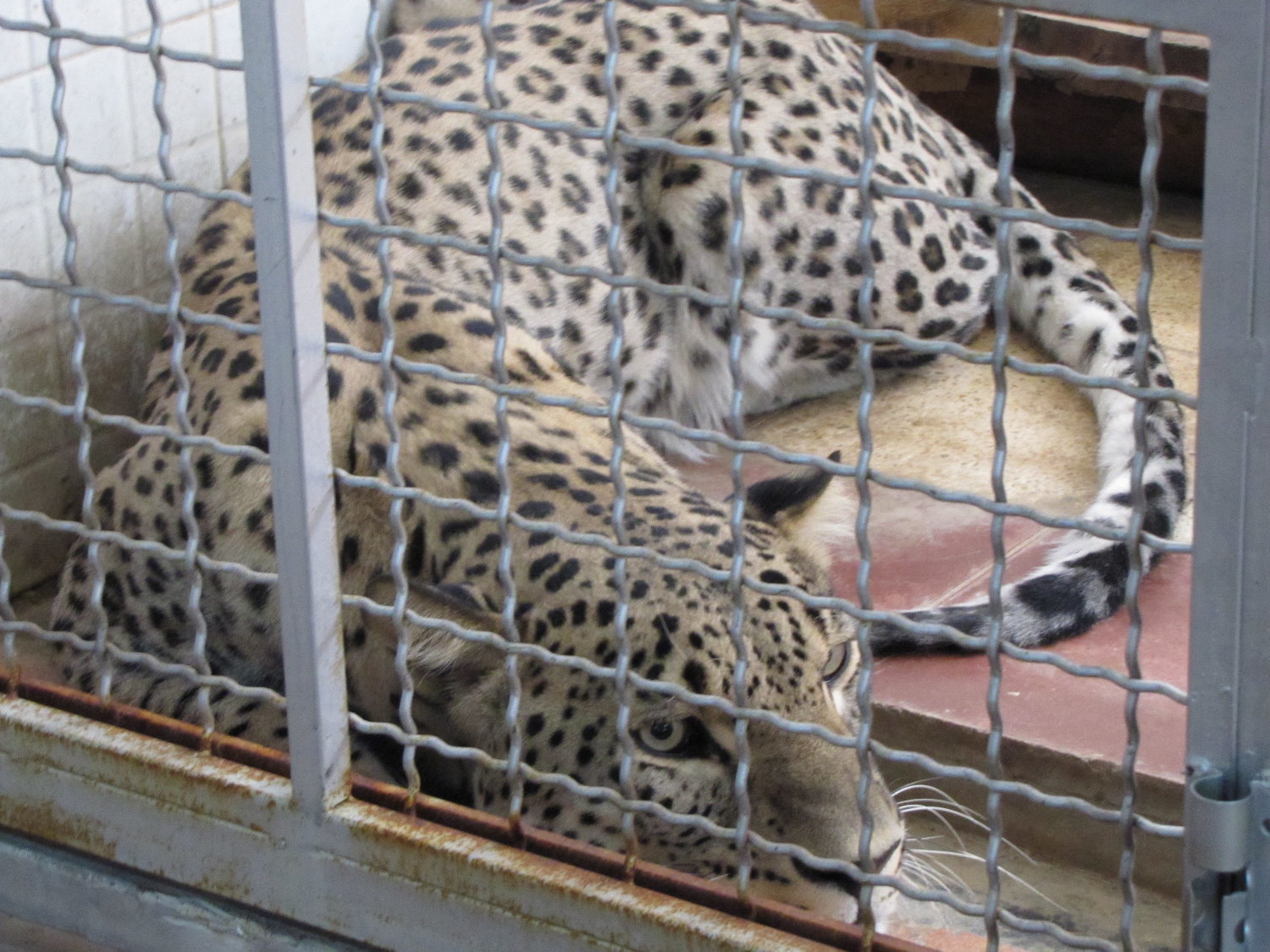 persian leopard (tehran zoo)