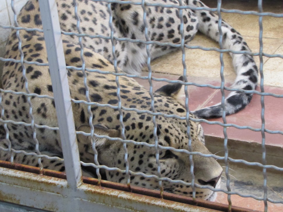 persian leopard(tehran zoo)