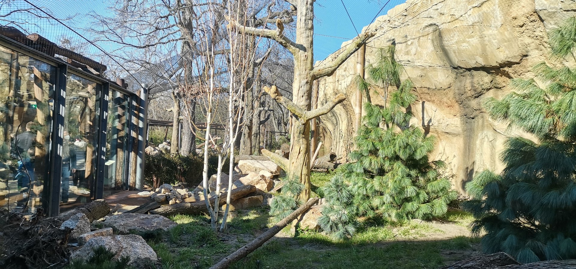 Persian Leopard two outdoor exhibits