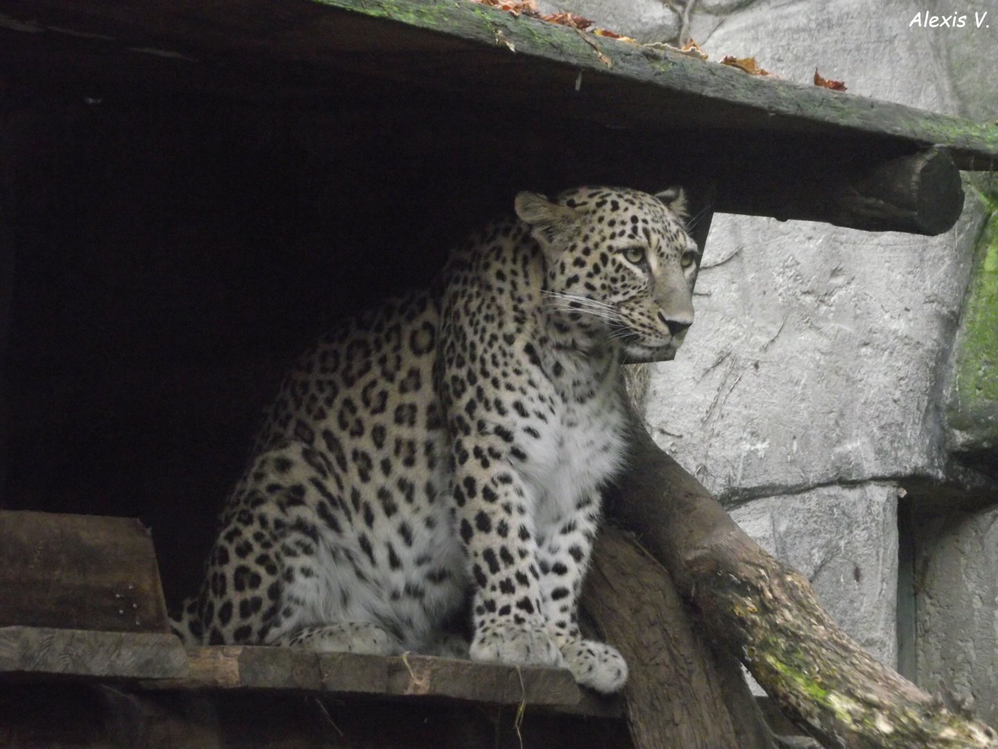 Persian Leopard - Zooparc de Beauval - 13/10/2024