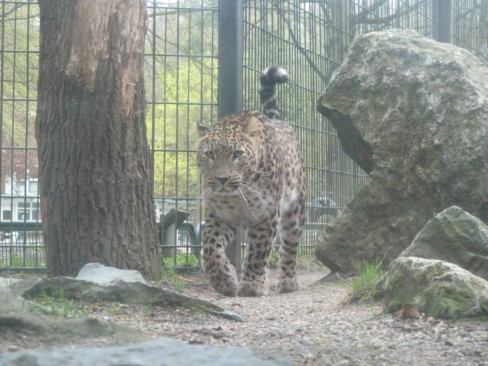 Persian Leopard