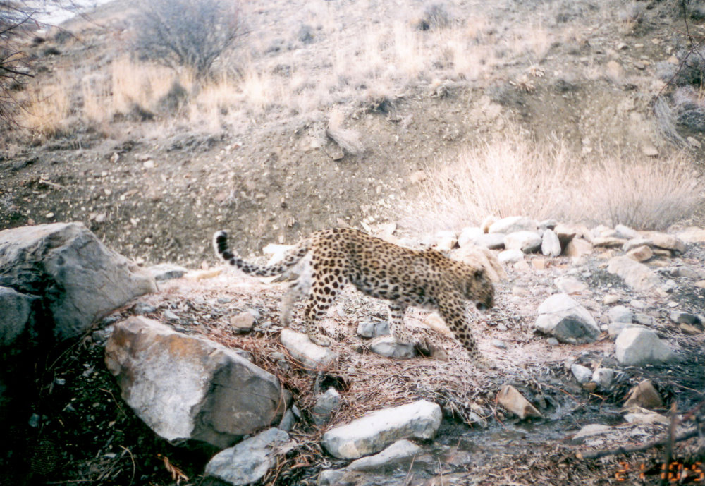 persian leopard