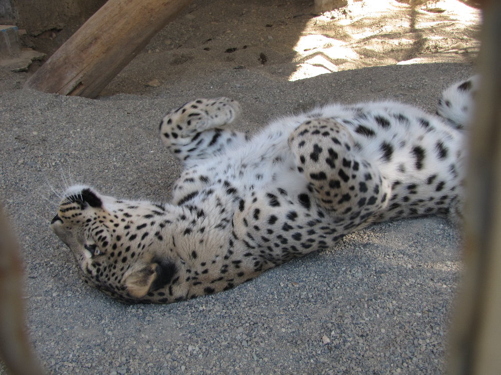 Persian Leopard