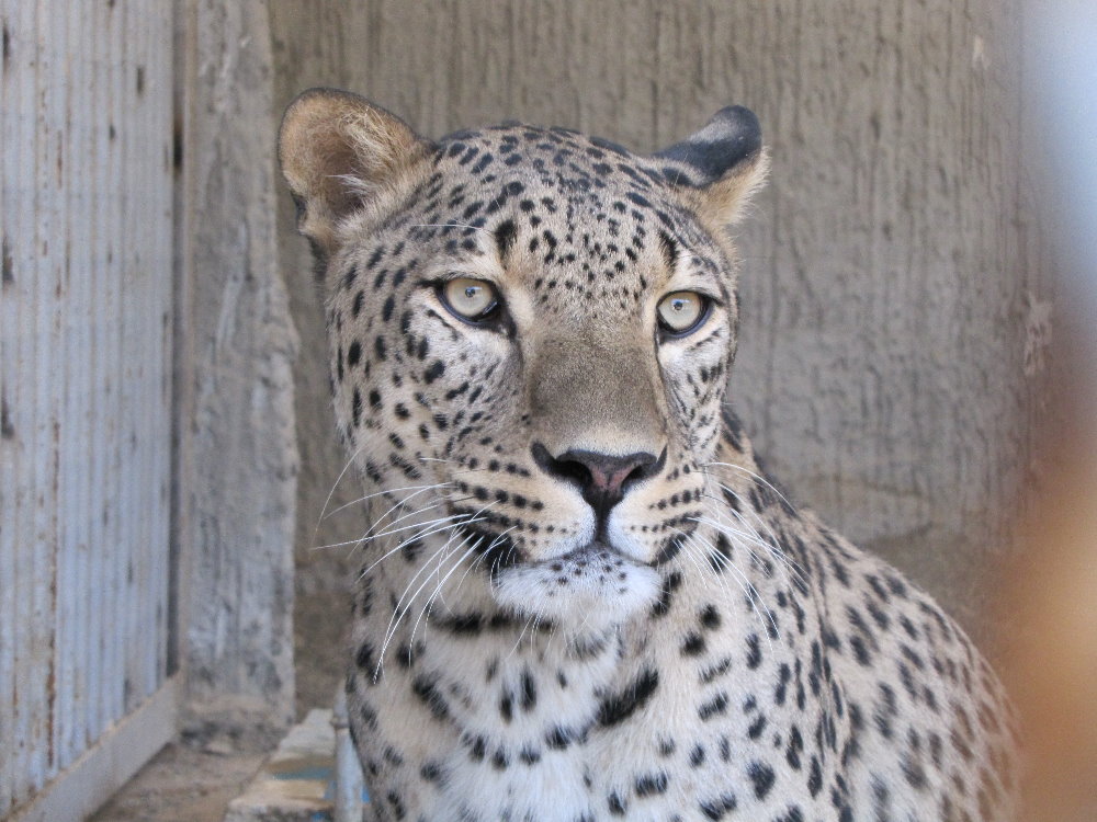 Persian Leopard
