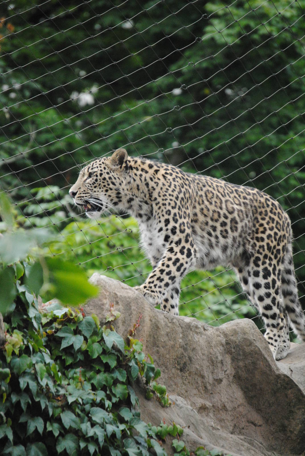 Persian leopard