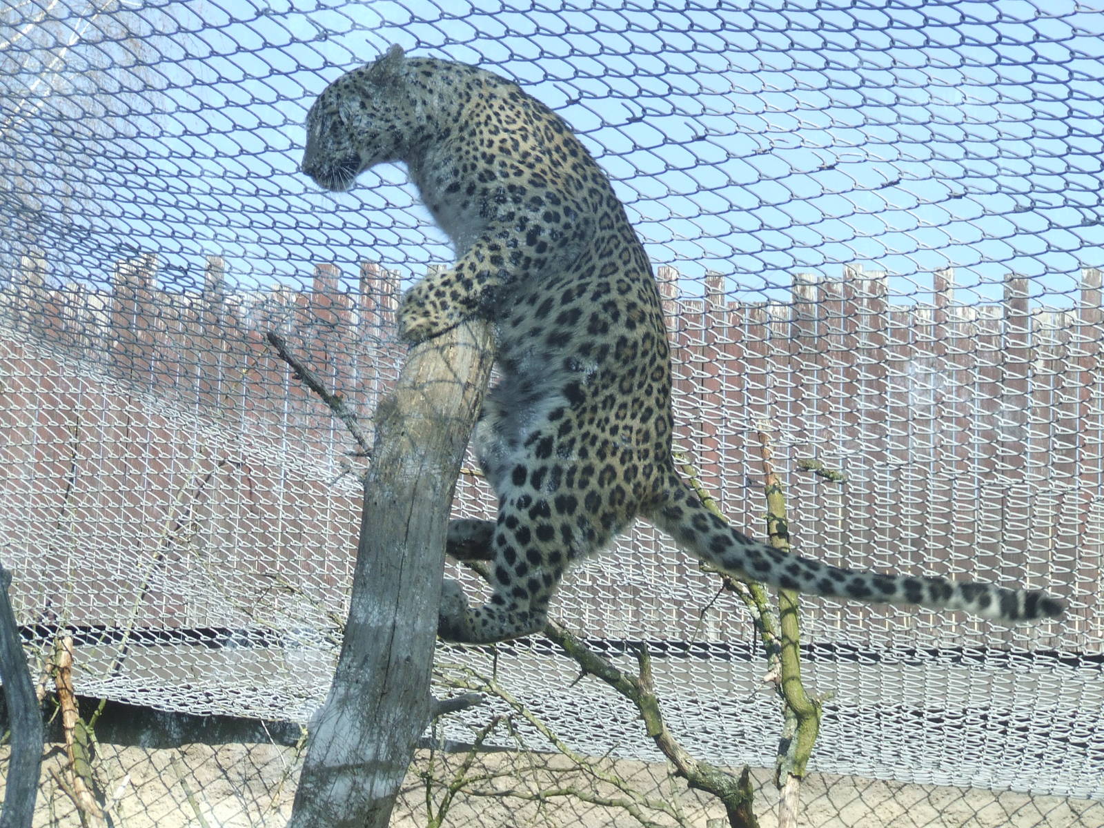 Persian Leopard