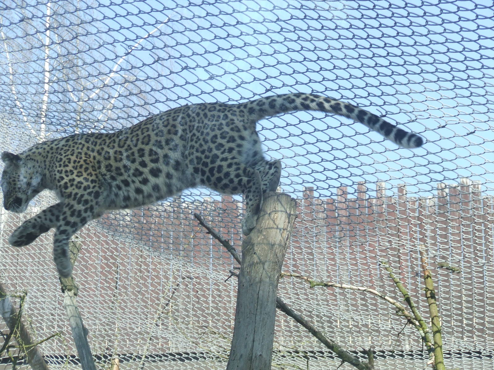 Persian Leopard