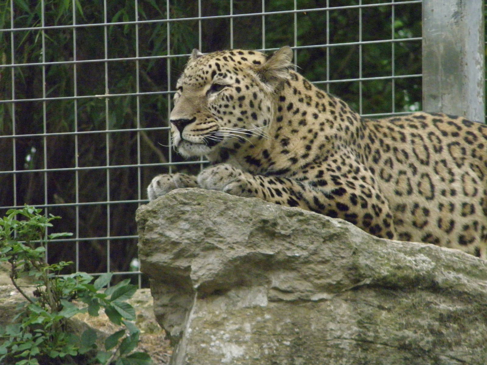persian leopard